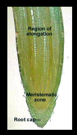 <p>region of elongation</p>