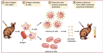 * Immunization with large antigen – so-called polyclonal antisera – many different IgGs generated each recognizing a different isotope of the antigen.
* Further purification IgG fraction: affinity-purified antisera, enriched in a specific IgG, but still binding antigen at multiple sites.
* Raised in rabbits, guinea pigs, donkeys, goats, sheep; occasionally rats, chickens.

  