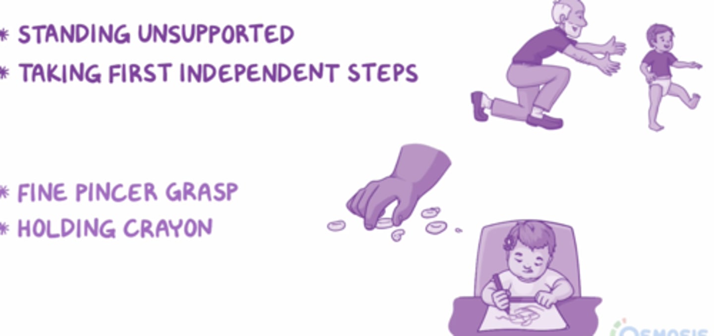 <p>- strong parental attachment</p><p>- identifies people</p><p>- speaks a few words</p><p>- claps</p><p>- stands</p><p>- follows simple commands</p>