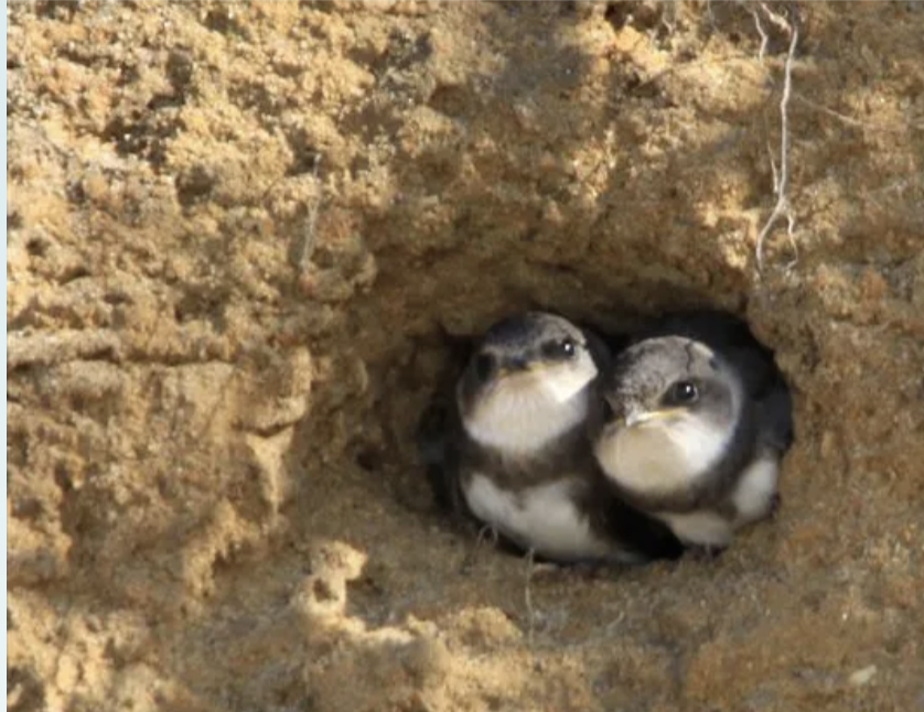 <p>Dug into side of riverbank; eg. belted kingfisher. </p>