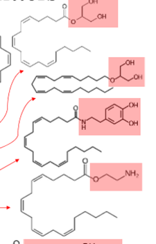 <p>What <strong>CLASS of </strong>NTs is this?</p>