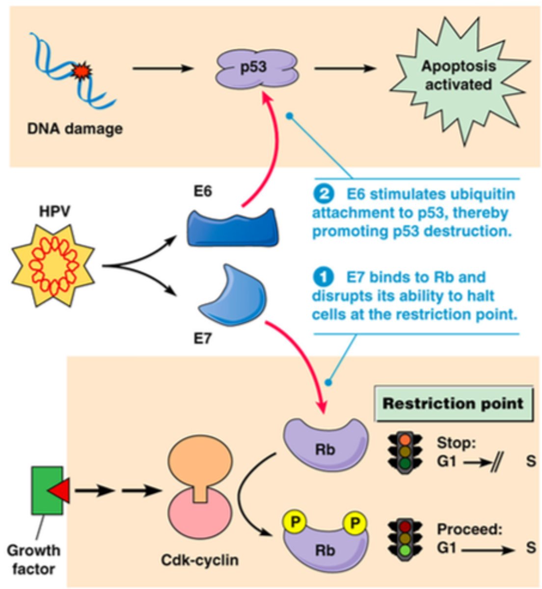 <p>HPV produces proteins (E6 and E7) that drive cell synthesis and initiate continuous proliferation by removing cell check point proteins.</p>