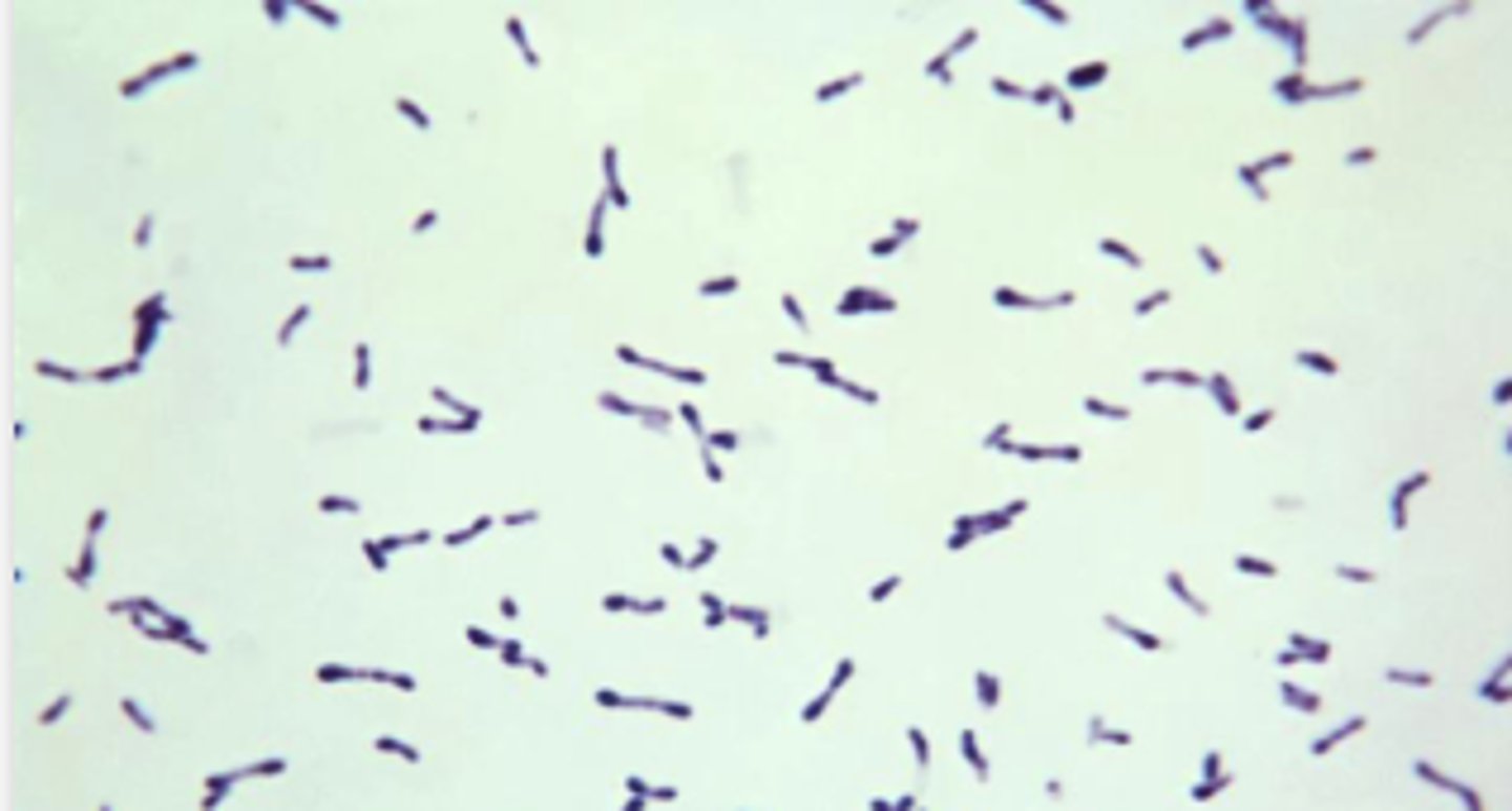 <p>Urine sample from a cow with frequent urination, pyuria, hematuria and decreased milk production. Examine the Gram stain prepared from urine, a 48-hour BA culture, and a urease biochemical test. </p><p>Record the identification of this urinary pathogen.</p><p>Results:</p><p>*Urease positive </p><p>Non- hemolytic on BA</p><p>See Cytology </p>