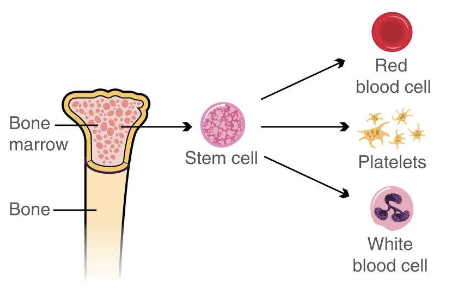 <ul><li><p>Derived from <strong>stem cells in bone marrow</strong></p></li><li><p>Process: <strong>differentiation</strong> (stem cell → specialized cell type)</p></li><li><p><strong>Cell fate</strong> = the “end” type chosen (e.g., RBC fate vs. WBC fate)</p></li></ul><p></p>