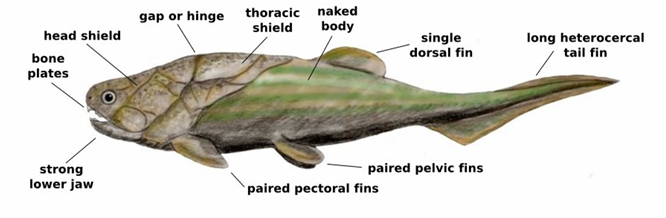 <ul><li><p>one of the first vertebrates to have true bony jaws with true bony teeth</p></li><li><p>bony armored exoskeleton, cartilaginous endoskeleton</p></li></ul><p></p>