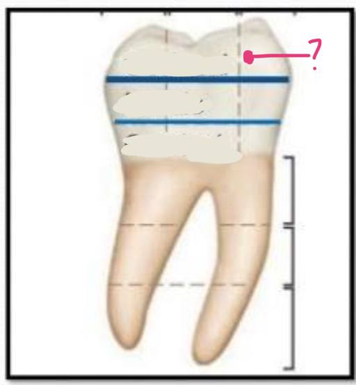 <p>what division is this in the thirds occluso-gingivally (crown)</p>