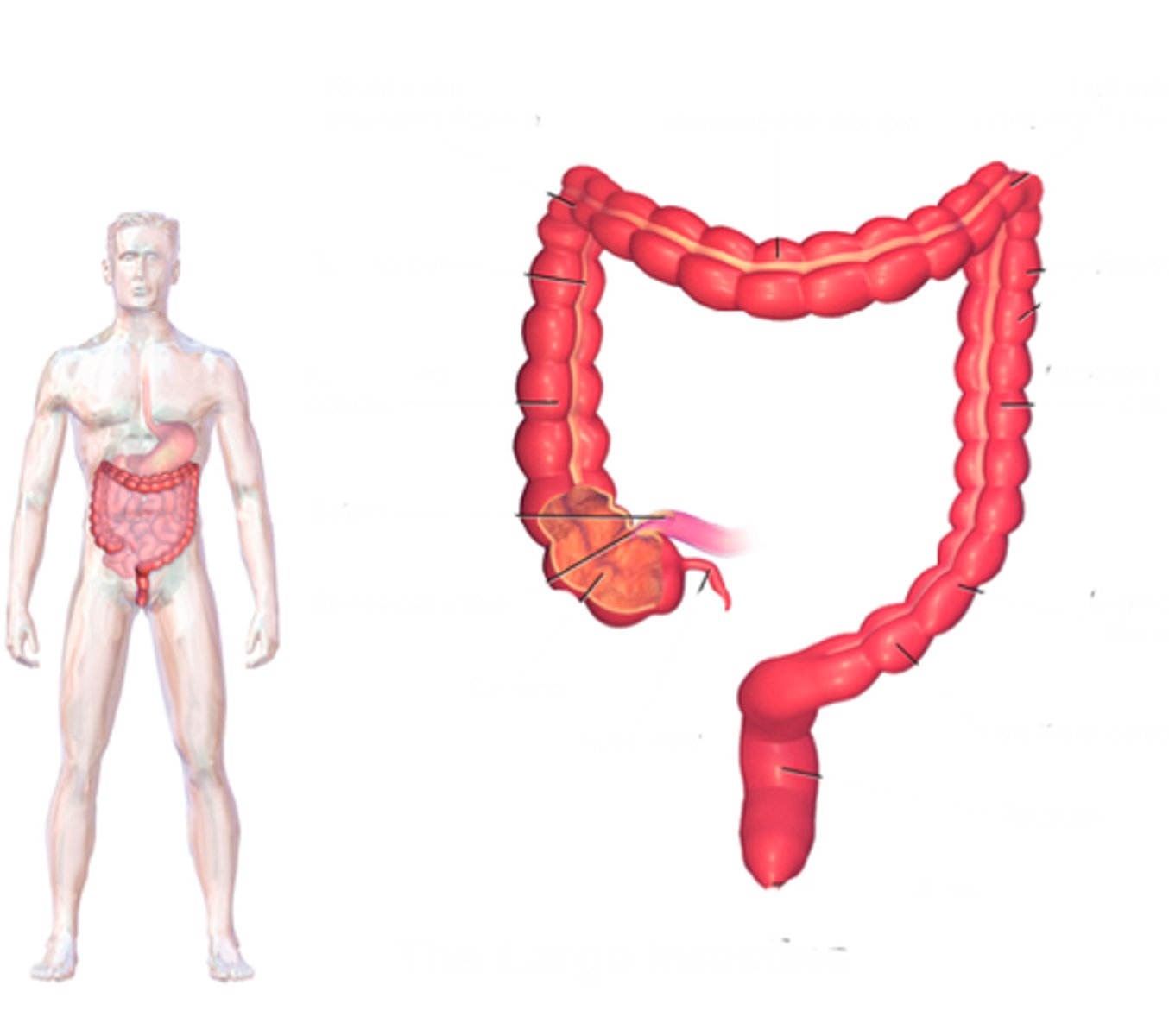 <p>Identify this structure.</p>