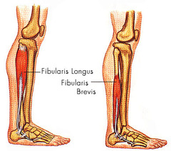 contains fibularis(peroneus) longus, fibularis(peroneus) brevis
- evert and plantar flex the foot