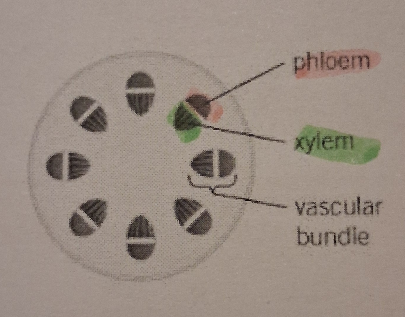 <p>-Xylem: inside edge of each vascular bundle </p><p class="has-focus">-Phloem: outside edge of each vascular bundle </p>