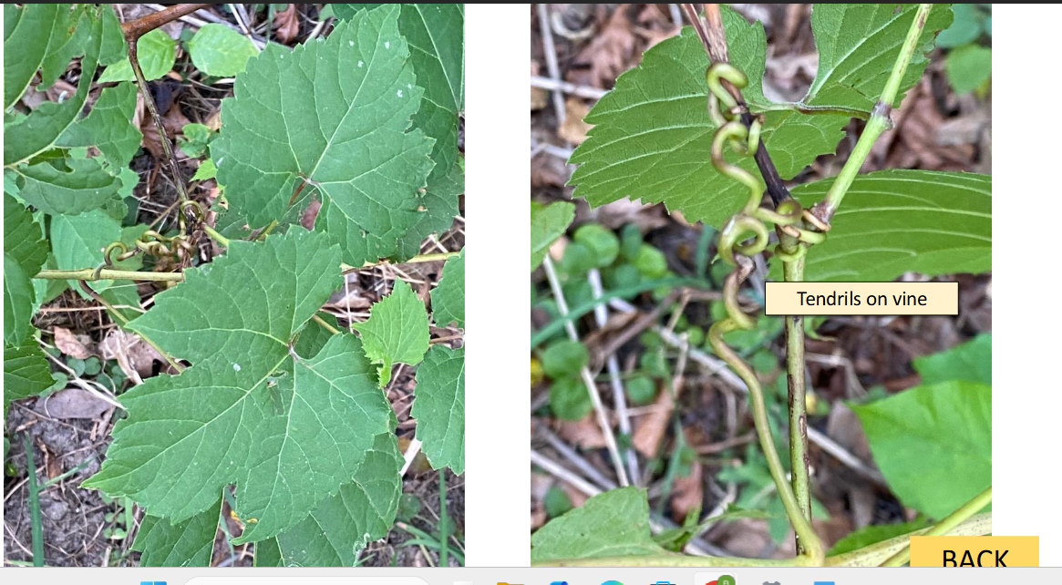 <p>wild grape </p>