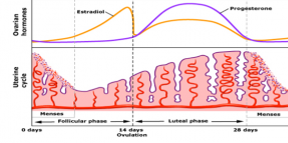 <p><mark data-color="blue">Uterine (menstrual) cycle: secretory phase</mark></p><p>Can you label, describe and explain what this diagram is/shows?</p>
