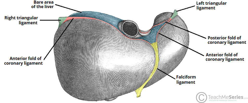 <p>a sickle-shaped fold of the peritoneum that attaches the liver to the anterior abdominal wall and diaphragm, dividing the liver into its right and left lobes</p>