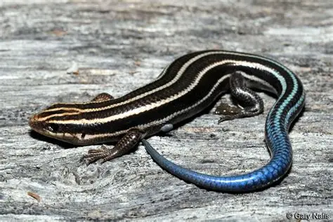 <p>Common five-lined skink</p>