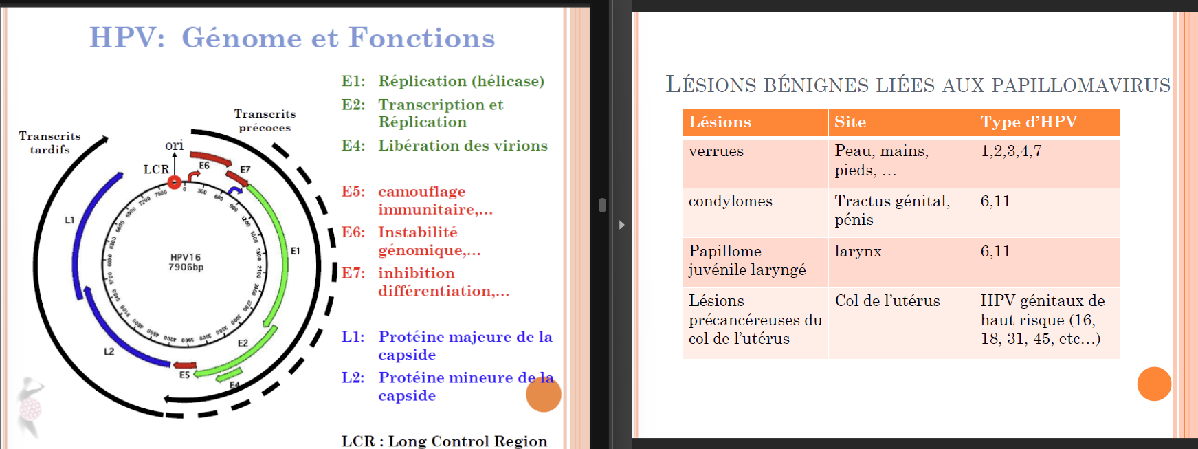 <p>Famille des Papillomaviridae, non enveloppé</p><p>Infecte les épithélia de la peau et des muqueuses,</p><p>2 genres (alpha et beta) avec des tropismes différents</p><p>Plus de 100 papillomavirus (HPV) ont été identifiés</p><p>Genre beta : tropisme cutané → verrues pour certains types (bcp font parties de notre microbiome)</p><p>Genre alpha : tropisme pour muqueuses → orales, anales ou génitales (15 types donnent des cancers, surtout 16 et 18)</p><p>Transmission= beta → contact indirect, alpha → contact direct</p><p></p><p>Génome à ADN double brin circulaire de 8000 pb</p><p>Divisé en deux régions:</p><ul><li><p>une région précoce: maintenance du génome (certaines prot ont des propriétés transformantes)</p></li><li><p>une région tardive: protéines de la capside (L1 et L2, une prot majeure et une prot mineure)</p></li></ul><p></p><p>épidémiologie des HPV du genre alpha =</p><p>Infection sexuellement transmissible (toutes les muqueuses)</p><p>Risque de faire un jour une infection HPV : 80-85 %</p><p>Généralement infection asymptomatique (jusqu’à ce qu’on arrive au stade de lésion cancéreuse)</p><p>Relation cause à effet entre infection à HPV de haut risque et cancer du col utérin et est un facteur de risque pour d’autres types de cancers au niveau génital ou oropharynx</p><p></p><p>(image 2) Papillome juvénile laryngé → dure TOUTE SA VIE (doit être opérer tous les 6 mois pour retirer le virus qui aura bloquer le larynx) quand maman infectée et bébé prend du HPV à la naissance.</p><p></p><p>Vaccin → contre HPV 16 et 18, capsomère de prot. L1 → composé de Virus-Like Particle (existe un nonavalent)</p><p>Dépistage cancer du col → frottis (si détecter et traiter rapidement, 100% de guérison)</p>