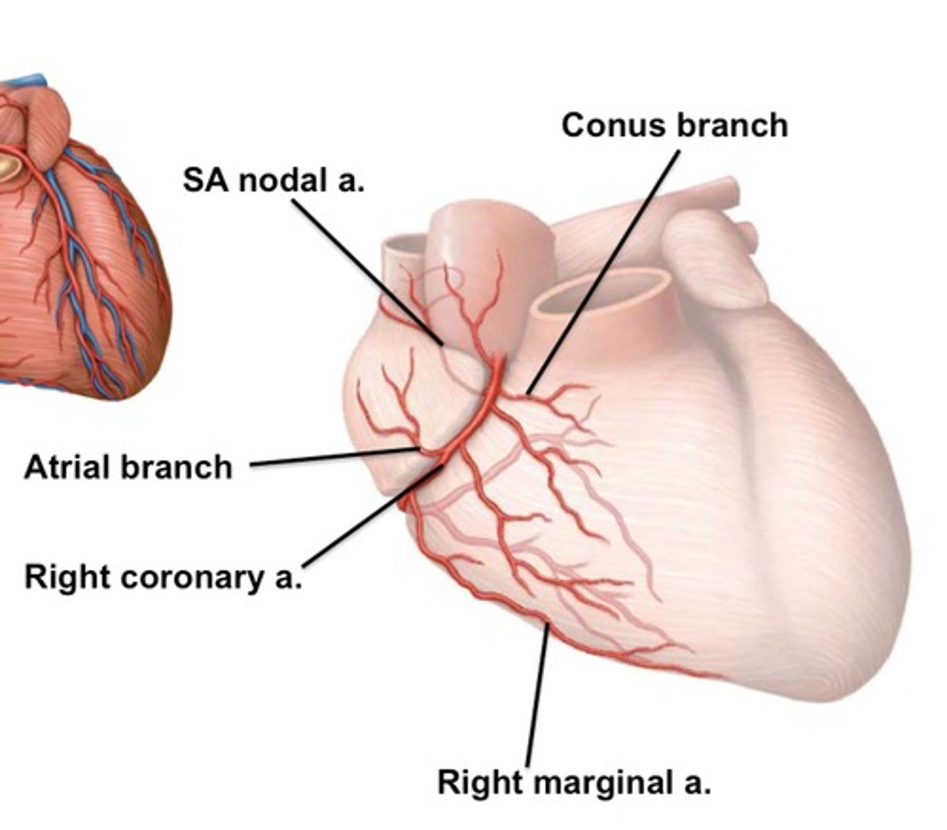 <p>Below right coronary artery </p><p>y shaped</p>