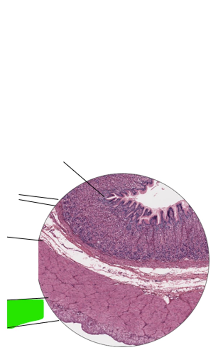 <p>name region and organ highlighted</p>