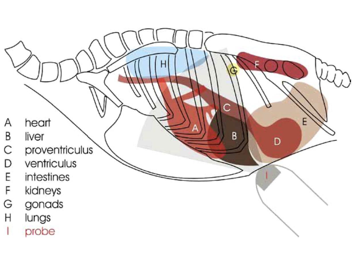<p>Lack of ultrasound windows due to the keel and air sacs → mostly just for echocardiography </p>