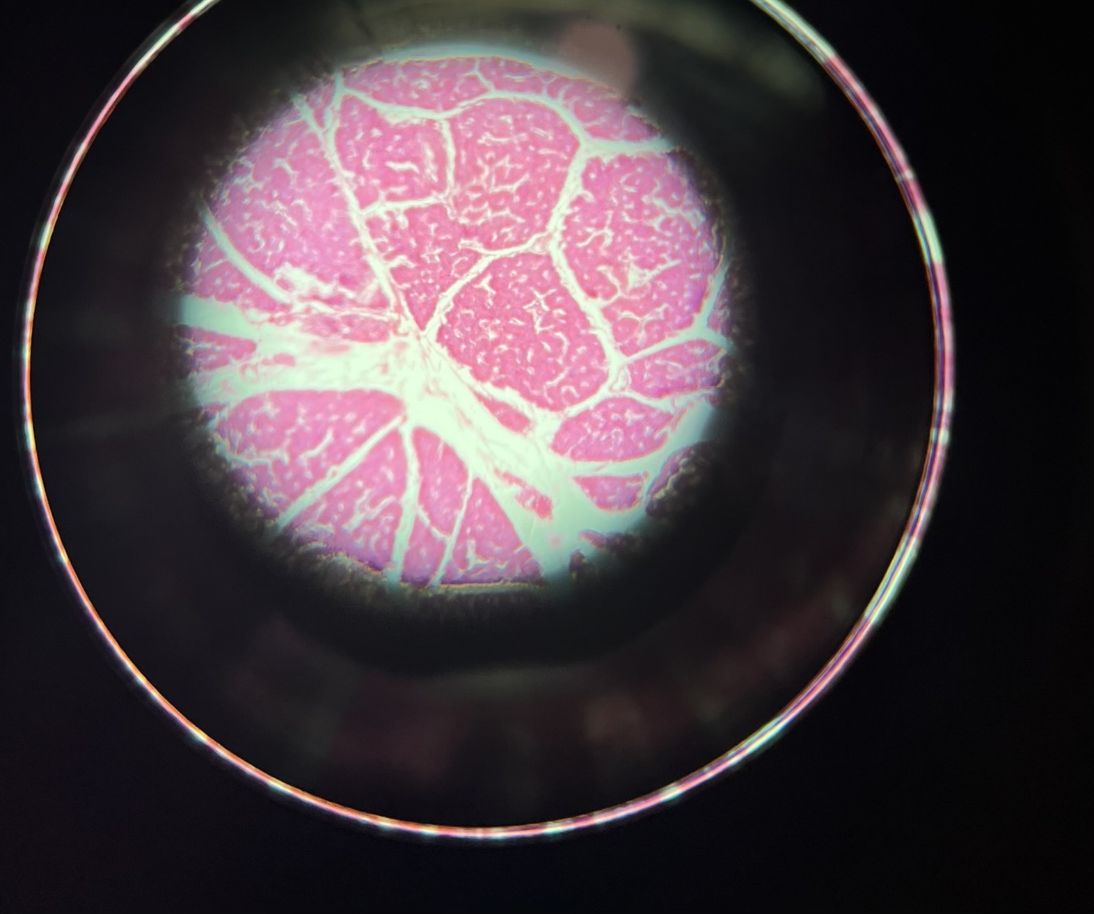 <p>Name the cell</p>