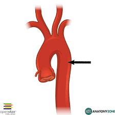 <p>The part of the aorta that runs down the posterior thorax.</p>