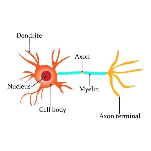 <p>sends response information away from the CNS to the muscles (efferent neuron)</p>