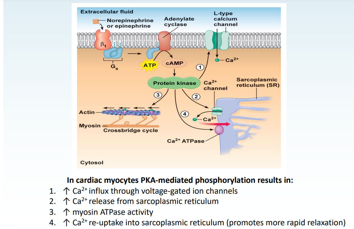 <p>In beta receptors, it was mentioned that the protein kinase A is activated, which has several downstream effects. Explain those effects in cardiomyocytes (i.e. from B1 receptors)</p>