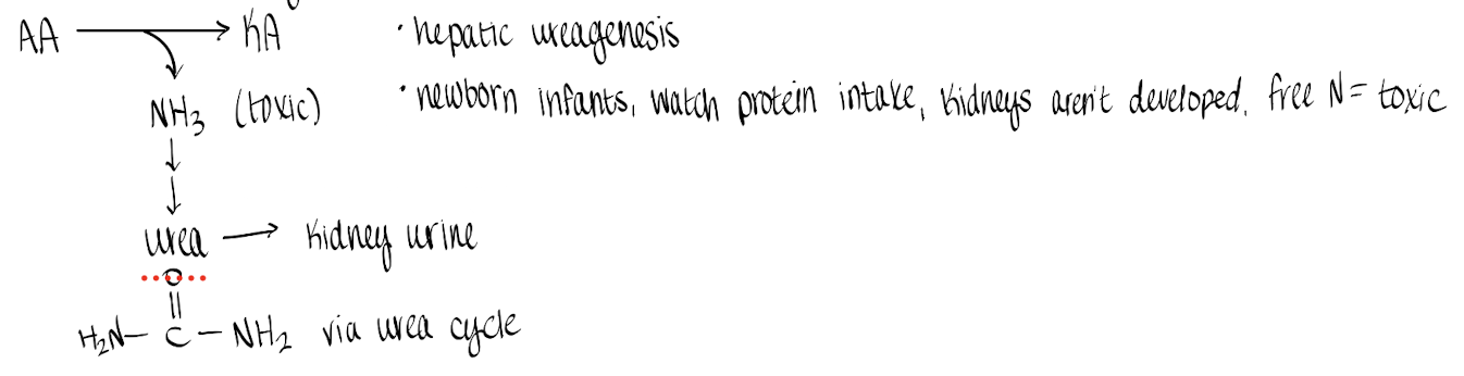 <p>hepatic urea-genesis</p>