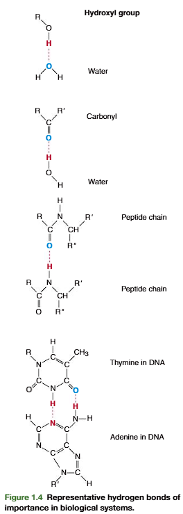 <p>Hydrogen bonding also occurs between molecules other than water, wherever electro- negative oxygen or nitrogen atoms come in close proximity with hydrogen covalently bonded</p><p>to another electronegative atom. Representative hydrogen bonds are presented in Figure 1.4.<strong>Intra-molecular hydrogen bonding occurs extensively in large macromolecules such as proteins and nucleic acids</strong>; it is partially responsible for their structural stability.</p><ul><li><p class="ds-markdown-paragraph"><strong>Intra-</strong> means <em>within</em>.</p></li><li><p class="ds-markdown-paragraph"><strong>Inter-</strong> means <em>between</em>.</p></li></ul><p class="ds-markdown-paragraph">inter: between other molecules</p><p></p>