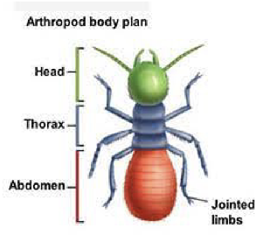 <ul><li><p>segmented body plan</p></li><li><p>jointed appendages</p></li><li><p>hard external skeleton</p></li><li><p>3 parts - head, thorax, and abdomen</p></li><li><p>exoskeleton is hard, made of chitin</p></li><li><p>bilateral symmetry</p></li></ul><p></p>