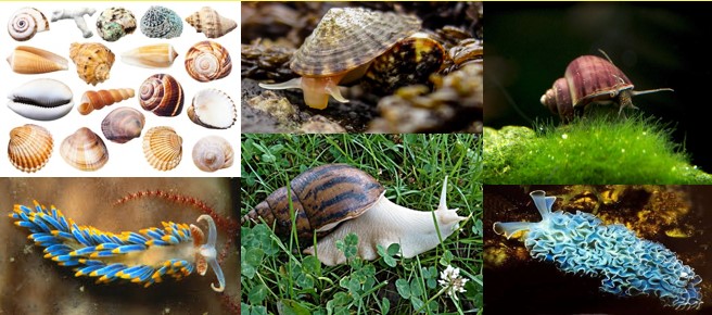 <p>What phylum and class is this? </p>