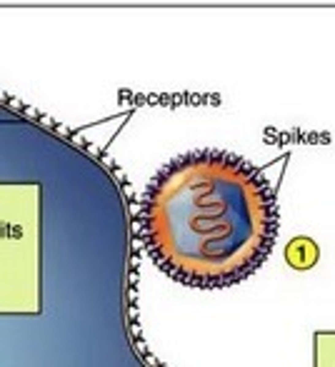 <p>virion fastens itself to bacterial cell</p>
