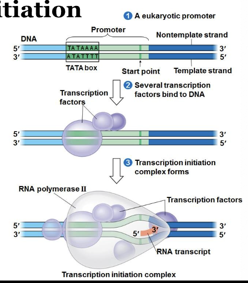<ol><li><p>Transcription factors bind to promoter region of the gene needing transcription</p></li><li><p>T-factors recruit RNA polymerase to bind and form an initiation complex</p></li><li><p>RNAP will then recognize this start sequence and begin to synthesize the RNA transcript in a 5’ to 3’ direction</p></li></ol><ul><li><p>Reads 3’ to 5’</p></li><li><p>Writes 5’ to 3’</p></li></ul><p></p>