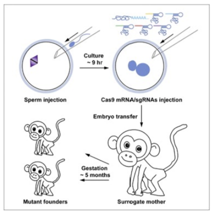 <ul><li><p>ethical issues with editing human embryos</p></li><li><p>It can sometimes change genes other than the intended ones = risks?</p></li></ul><p></p>