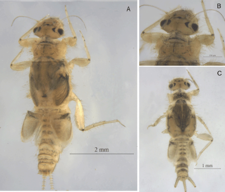 <ul><li><p>'Little Stout Crawler Mayflies'.</p></li><li><p>Characterized by operculate triangular gills located on the 2nd abdominal segment.</p></li><li><p>Typically measure less than 10 mm in length.</p></li></ul><p></p>