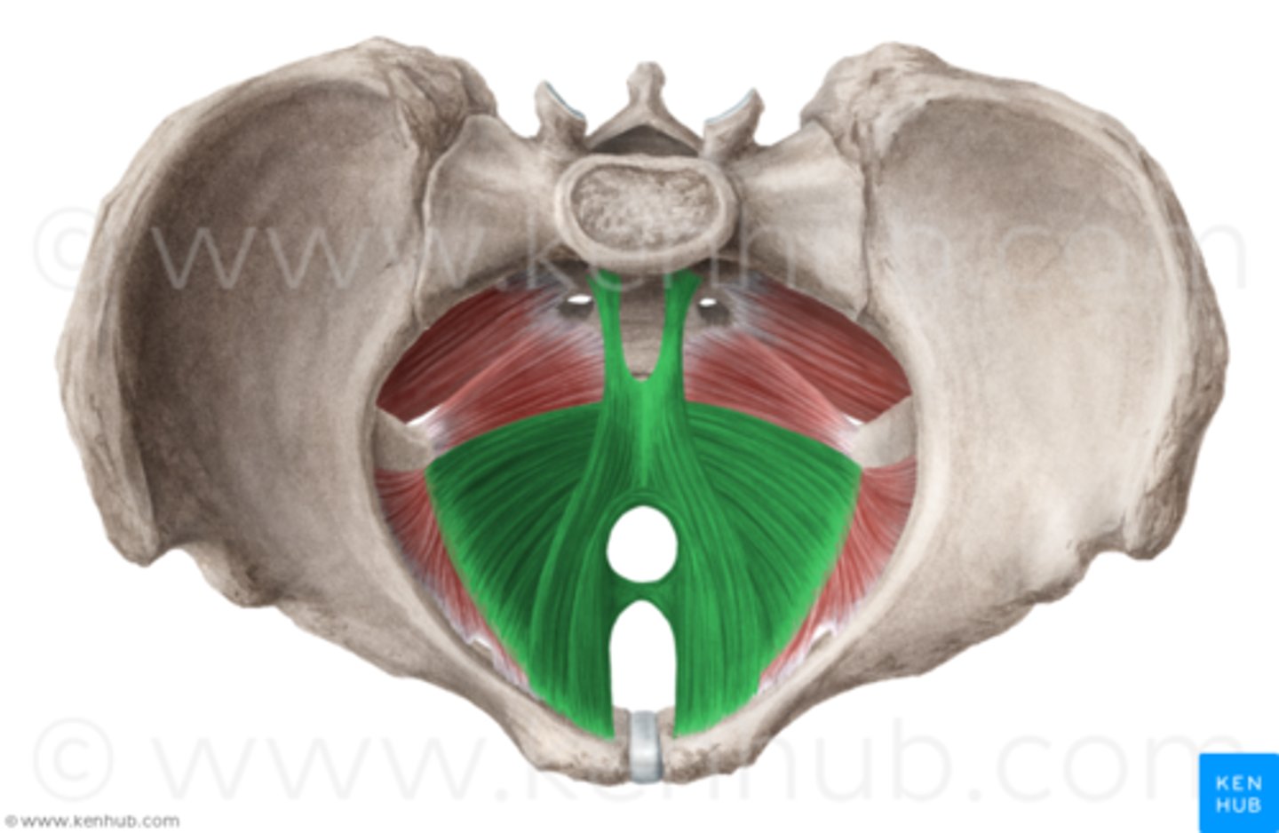 <p>Supports pelvic viscera and provides sphincter-like action in anal canal and vagina</p>