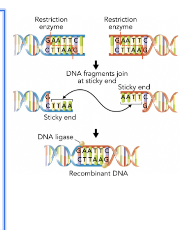 <ul><li><p><span>Are DNA from different organisms that have been joined together. This technology makes it possible to change the genes of living organisms.</span></p></li></ul><p></p>