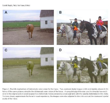 <p>What is the purpose of the photographs A–D in the figure?</p>
