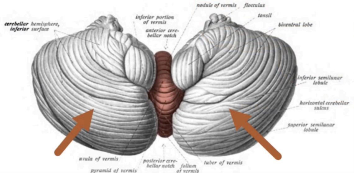 <p>CEREBELLUM</p>