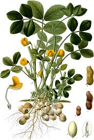 <p>arachis, idis, f</p>