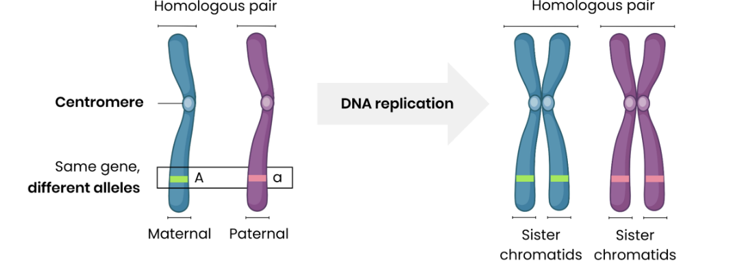 <p>Same length, same genes at same loci, but may have different alleles.</p>