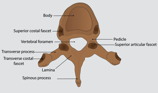 <ul><li><p>12 vertebrae</p></li><li><p>Support rib cage, protect thoracic organs</p><ul><li><p>Superior costal fascet</p></li><li><p>Superior articular fascet</p></li><li><p>Traverse costal fascet</p></li><li><p>Transverse process</p></li><li><p>Spinous process</p></li><li><p>Lamina</p></li><li><p>Pedicle</p></li><li><p>Vertebral foramen</p></li><li><p>Body</p></li></ul></li></ul><p></p>