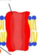 <p>what type of protein?</p>