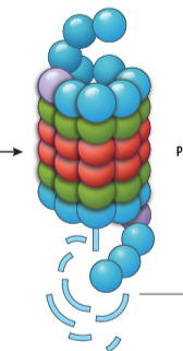 <p>Proteasome</p>