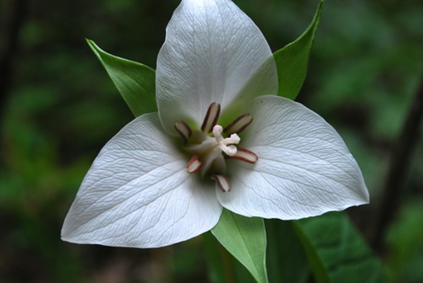 <p>What is this? Monocot or eudicot?</p>