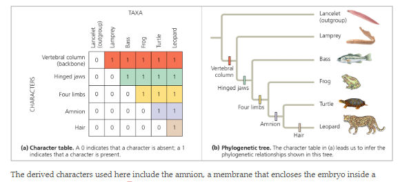 <p>Why is the lancelet considered the outgroup</p>