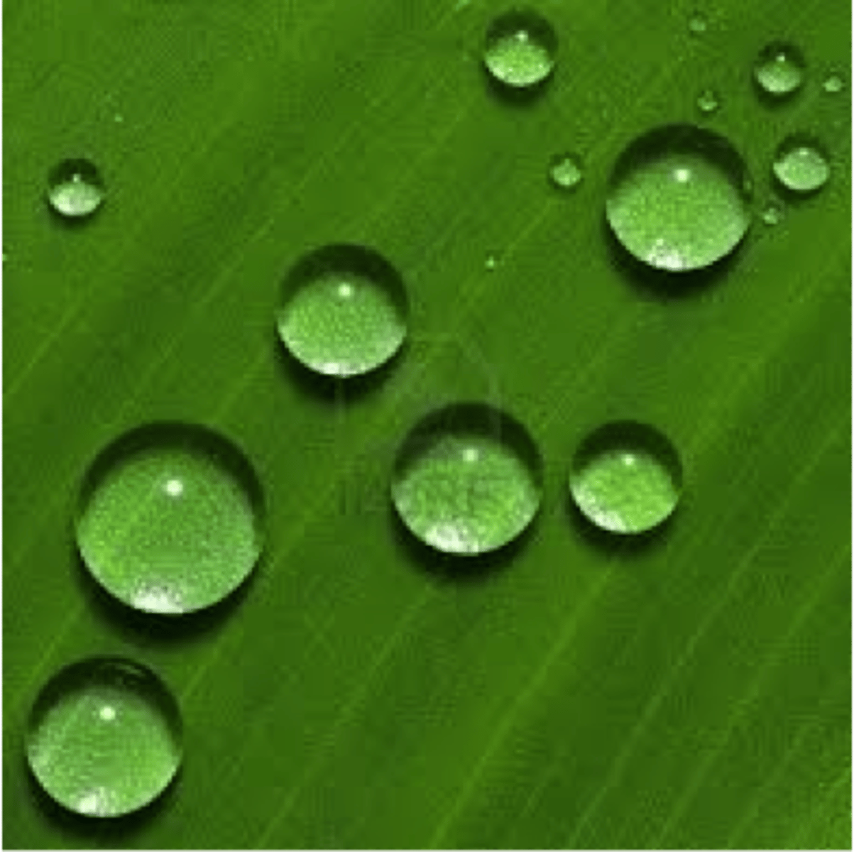 <p>Attraction between molecules of the same substance</p>