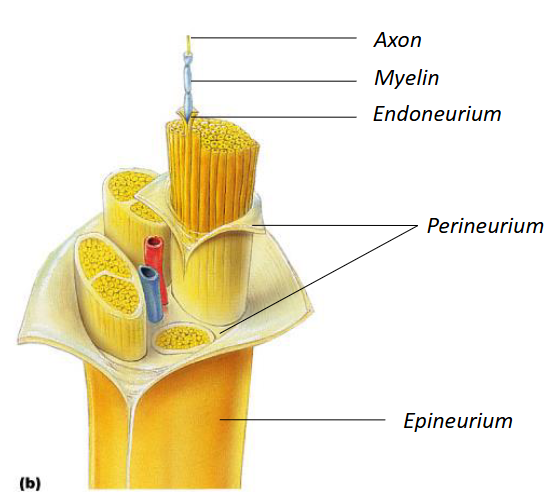 <p>A bundle of axons in the PNS, enclosed by connective tissue layers. </p>