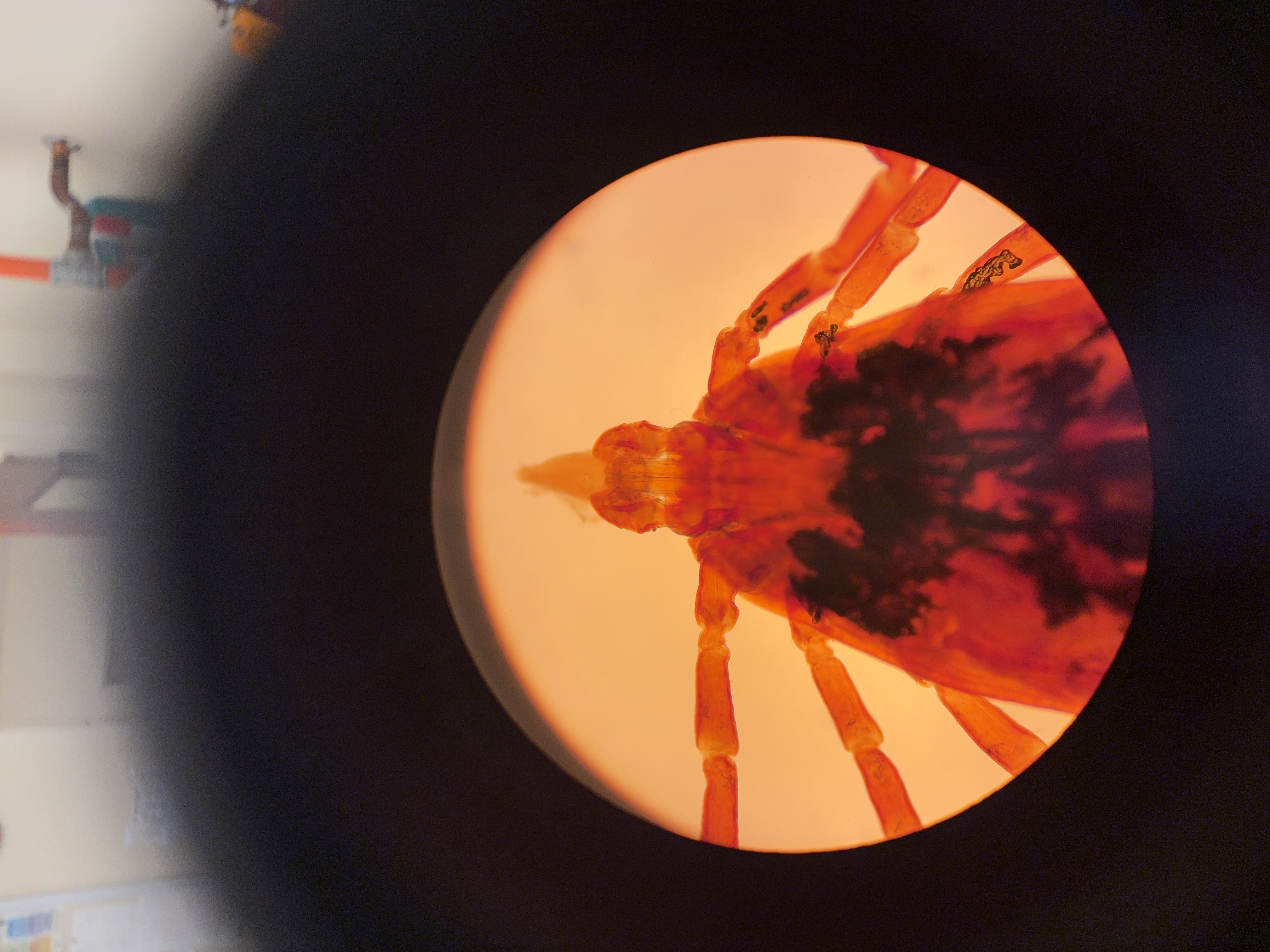 <p>name phylum, sub phylum, class and order </p>