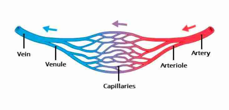 <p>Arteries, veins, and capillaries </p>