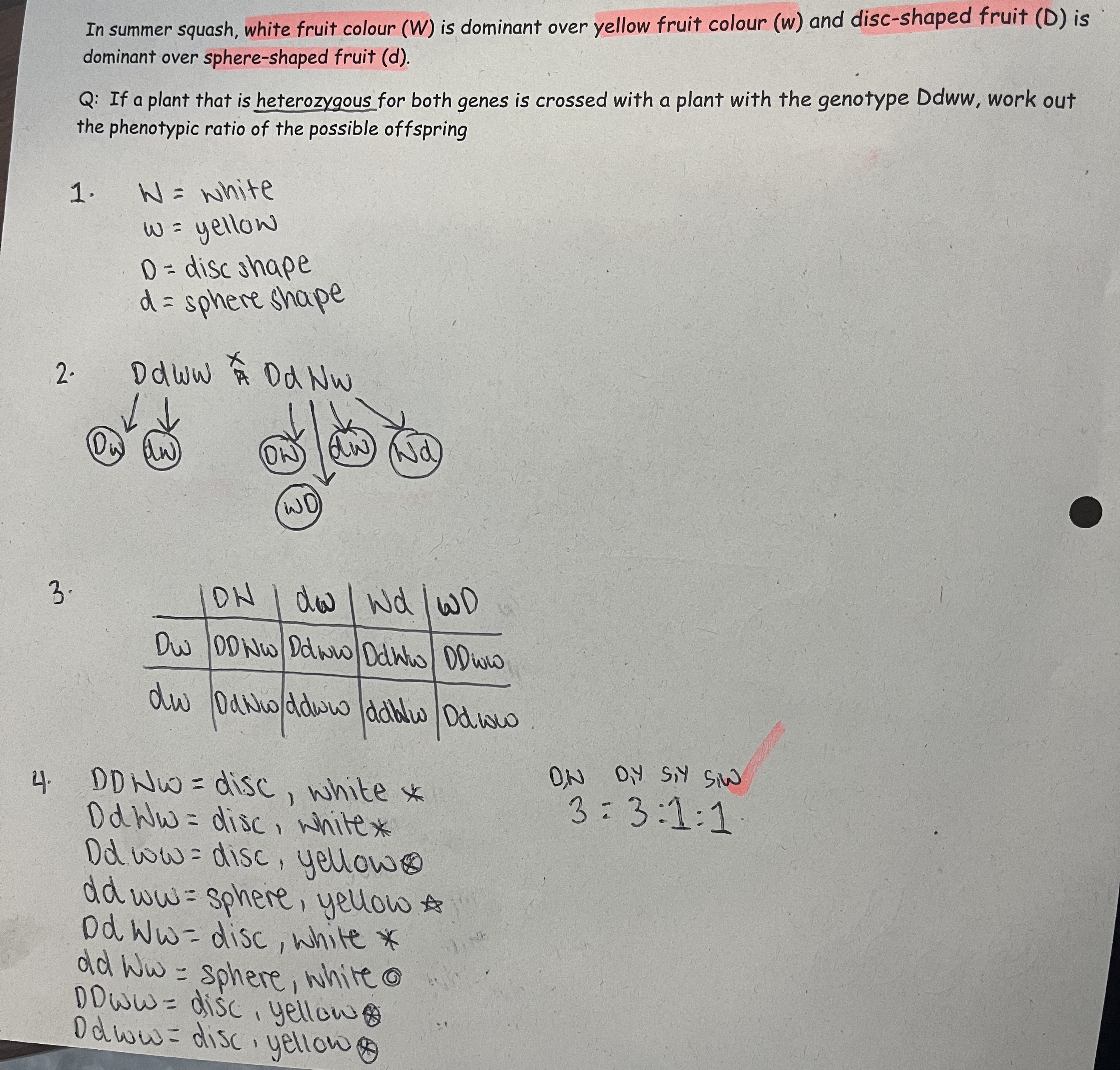 <ol><li><p>Identify the parents genotype</p></li><li><p>Identify the possible gamete combinations</p></li><li><p>Do a punnet square</p></li><li><p>Identify the offspring phenotypes from their genotypes</p></li><li><p>Work out a ratio</p></li></ol><p></p>