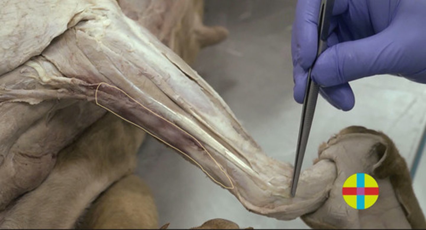 <p>Origen: epicóndilo lt húmero</p><p>Inserción: cara md radio distal </p><p>Inervación: n. radial </p><p>Función: supinador</p><p>-Cinta estrecha cr antebrazo.</p><p>(inconstante), de situación craneal al extensor radial del carpo.</p>